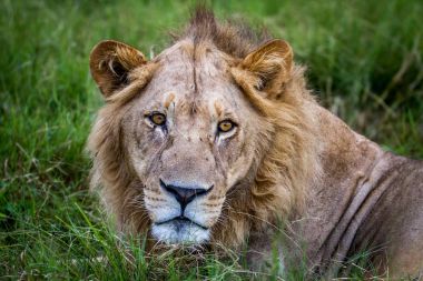 bir erkek aslan Başkanı yakın çekim.