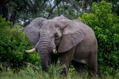 Kameraya oynadığı büyük fil boğa.