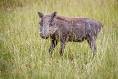 Yüksek otların arasında Warthog ayakta.