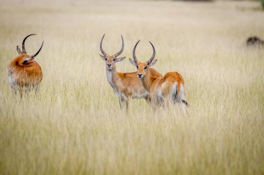 Grup Lechwes duran uzun otların içinde.