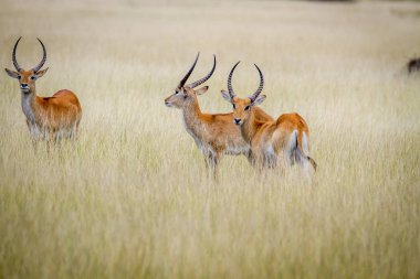 Grup Lechwes duran uzun otların içinde.