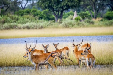 Lechwes ayakta su sürüsü.