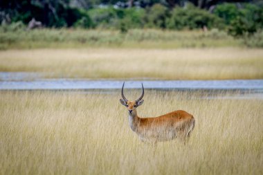 Erkek Lechwe ayakta su çim.