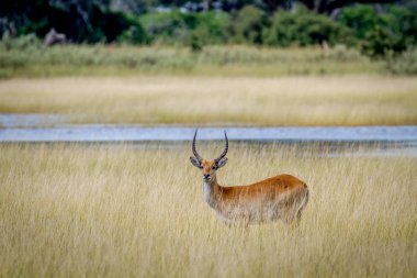 Male Lechwe standing in the grass by the water. clipart