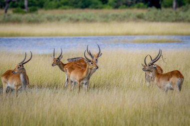 Grup Lechwes duran su.