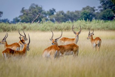 Grup Lechwes duran uzun otların içinde.