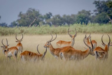 Grup Lechwes duran uzun otların içinde.