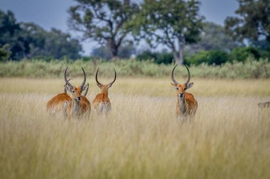Grup Lechwes duran uzun otların içinde.