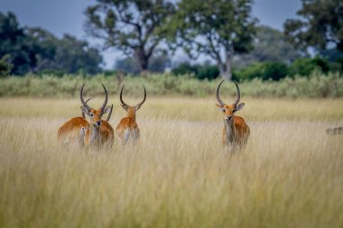 Grup Lechwes duran uzun otların içinde.