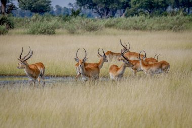 Grup Lechwes duran uzun otların içinde.