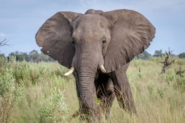 Kameraya yıldızı fil.