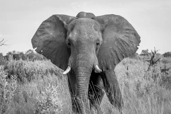 Elefante protagonizado por la cámara . — Foto de Stock