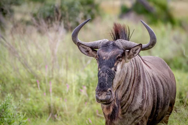 Wildebeest azul protagonizada por la cámara . — Foto de Stock