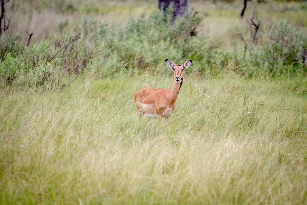 Vrouwelijke Impala staande in het gras. — Stockfoto