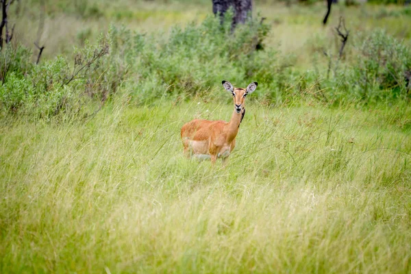 Kadın Impala ayakta çim. — Stok fotoğraf