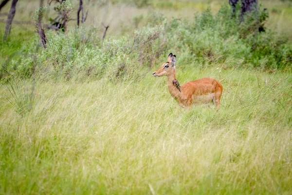 Kadın Impala ayakta çim. — Stok fotoğraf
