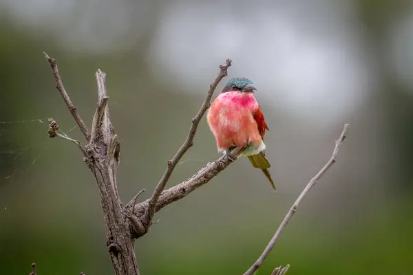 Southern carmine bee-eater sitting on a branch. — Stock Photo, Image