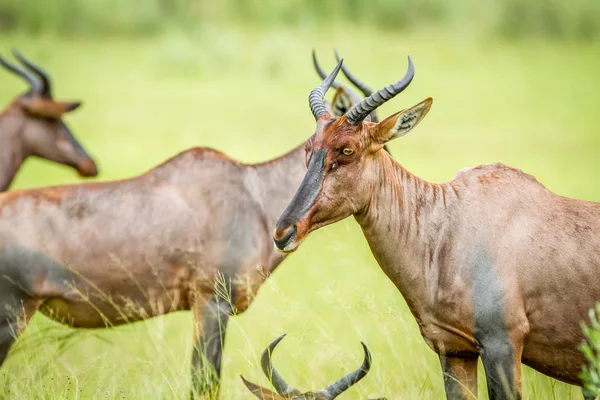 Bir Tsessebe bir grup yan profili.