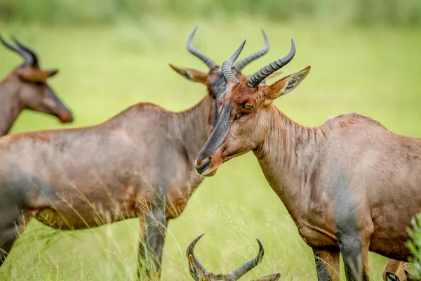 Boční profil Tsessebe ve skupině. — Stock fotografie