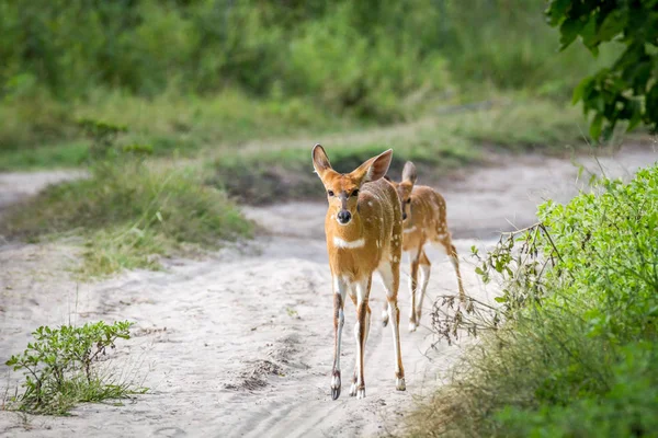 Mãe Nyala e bebê andando na estrada . — Fotografia de Stock