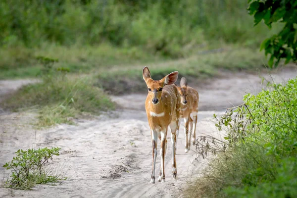 Mother Nyala and baby walking on the road. — Stock Photo, Image