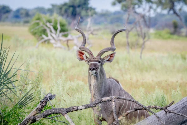 Μεγάλη αντιλόπη της Αφρικής Ταύρου ανάμεσα στις υψηλές χλόες. — Φωτογραφία Αρχείου