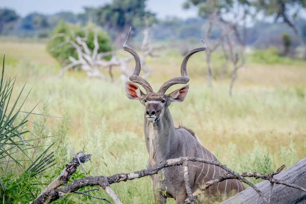 Koedoe stier tussen hoge grassen. — Stockfoto