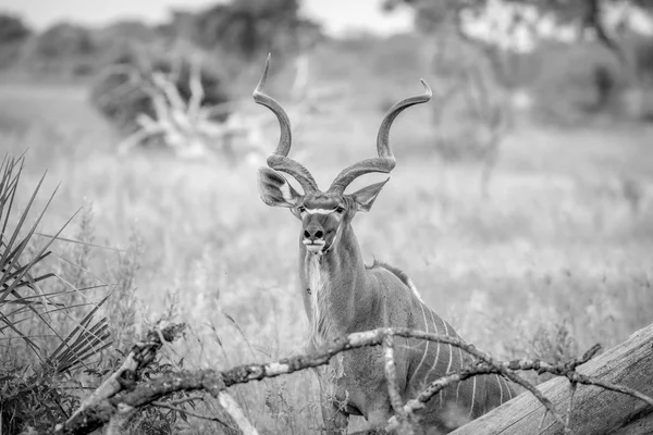 Toro Kudu entre hierbas altas . —  Fotos de Stock