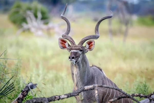 Bull kudu pomiędzy wysokiej trawy. — Zdjęcie stockowe