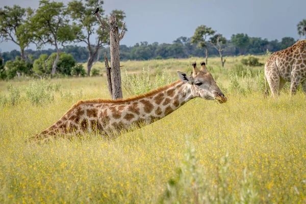 Oturma ve çim yeme zürafa.