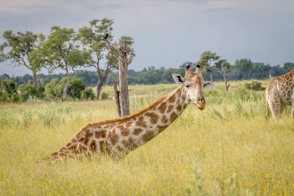 Oturma ve çim yeme zürafa.