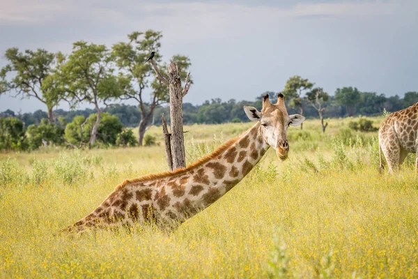 Oturma ve çim yeme zürafa.