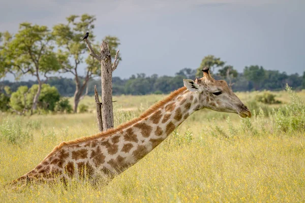 Oturma ve çim yeme zürafa.