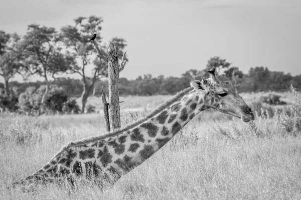 Giraffe sitting and eating grass. — Stock Photo, Image