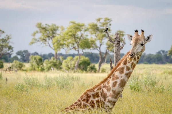 Oturma ve çim yeme zürafa.