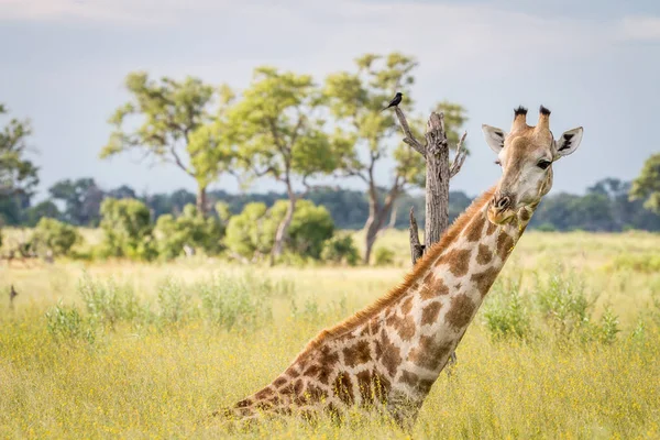 Oturma ve çim yeme zürafa.