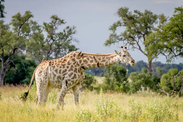 Giraffa che cammina nell'erba con Oxpeckers . — Foto Stock