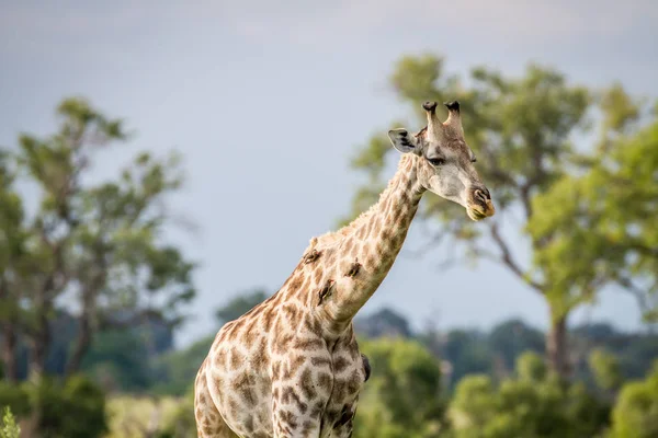 Giraffa con Oxpeckers sul collo . — Foto Stock