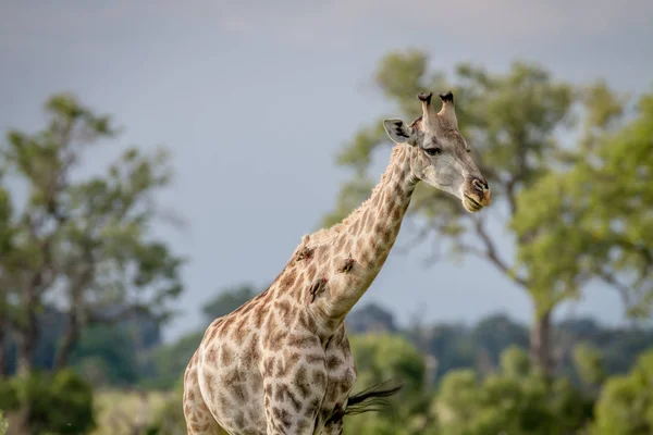 Jirafa con Oxpeckers en el cuello . — Foto de Stock