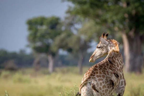 Giraffa fotografata da dietro . — Foto Stock