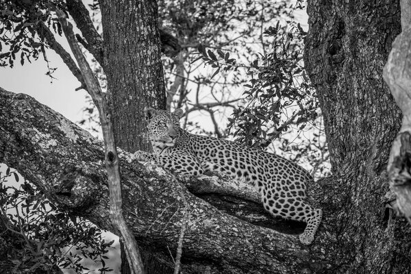 Leopard laying down on a branch.