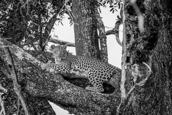 Leopardo che si corica su un ramo . — Foto Stock