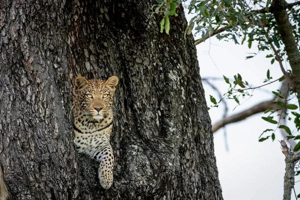 Leopardo asomándose por un agujero en un árbol . —  Fotos de Stock