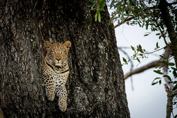 Leopard less ki a lyuk a fa. — Stock Fotó