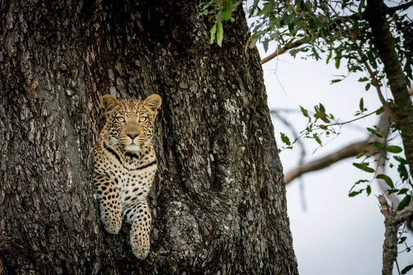 Leopard less ki a lyuk a fa. — Stock Fotó