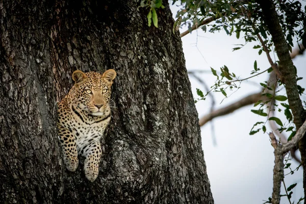 Leopard less ki a lyuk a fa. — Stock Fotó
