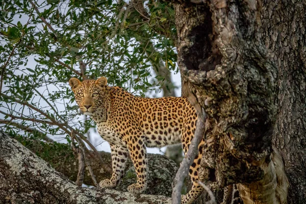 Leopard steht auf einem Ast und spielt. — Stockfoto