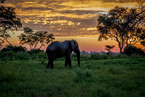 Elefante caminando al atardecer en el Delta del Okavango . — Foto de Stock