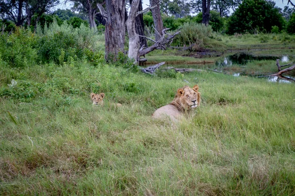 Male Lion and cub laying in the grass.
