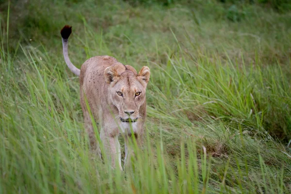 Female Lion walking in the grass. — Stock Photo, Image